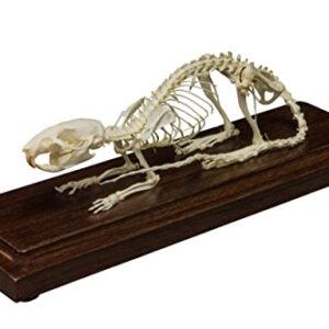 Rat Skeleton (Articulated) (Natural Bone Economy)