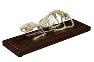 rat skeleton (articulated) (natural bone economy)