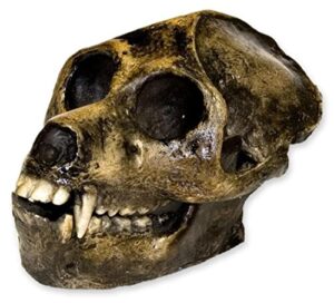 aegyptopithecus skull (teaching quality recreation)