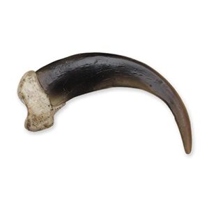 grizzly bear claw, x-large (10.5cm) (museum quality replica)