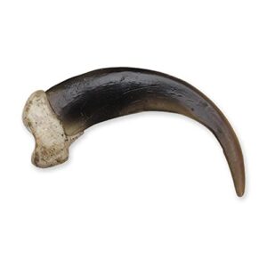 Grizzly Bear Claw, X-Large (10.5cm) (Museum Quality Replica)