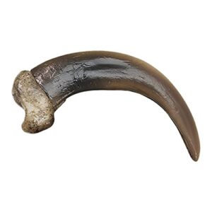 Skulls Unlimited International Grizzly Bear Claw, Large (9 cm) (Museum Quality Replica)