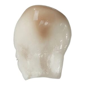 replica elk canine ivory tooth