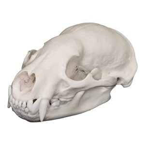 real american badger skull a quality