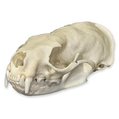 Real American Mink Skull A Quality