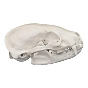 Real American Badger Skull A Quality