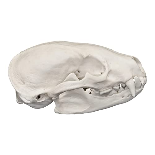 Real American Badger Skull A Quality