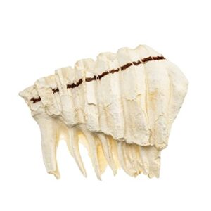 African Elephant Tooth (Teaching Quality Replica)