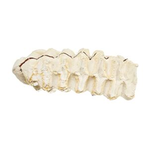 African Elephant Tooth (Teaching Quality Replica)