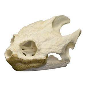 real snapping turtle skull a quality large