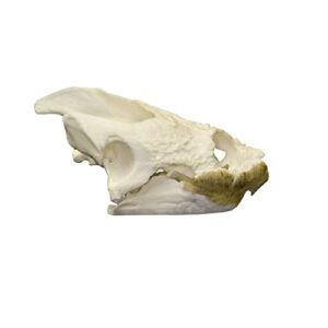 Real Snapping Turtle Skull A Quality Large