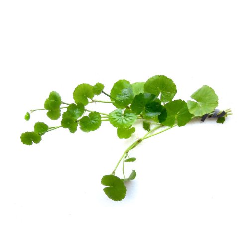 SubstrateSource Hydrocotyle leucocephala Brazilian Pennywort Live Aquatic Aquarium Plant