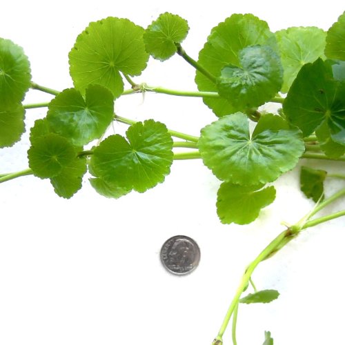 SubstrateSource Hydrocotyle leucocephala Brazilian Pennywort Live Aquatic Aquarium Plant