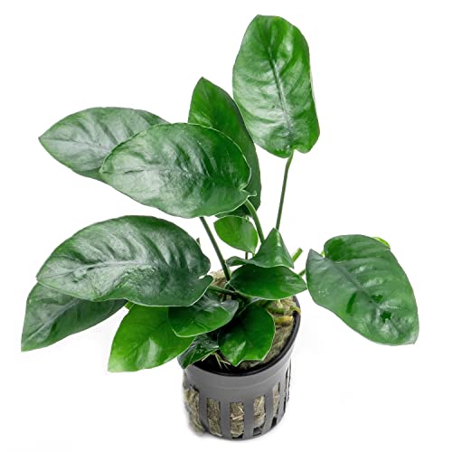 SubstrateSource Anubias Live Aquarium Plants - Potted Freshwater Plant for Fish Tanks, Terrariums - Beginner Friendly Low Light (Nana, 1 Pot)