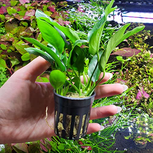 SubstrateSource Anubias Live Aquarium Plants - Potted Freshwater Plant for Fish Tanks, Terrariums - Beginner Friendly Low Light (Nana, 1 Pot)