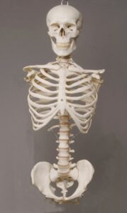 skeleton torso with skull- life-size- 2nd class