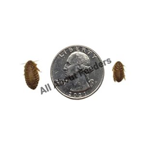 dubia roaches 700 small