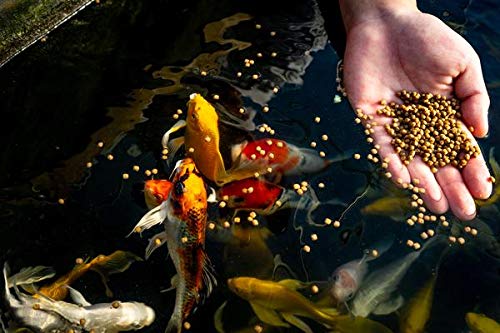 Blue Ridge Fish Food [5lb], Cool Water Wheat Formula Floating 3/16" Pellet, Koi and Goldfish