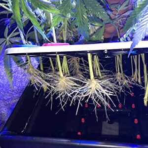 CLONE KING 36 Site Aeroponic Cloning Machine. Expect 100% Success Rates!