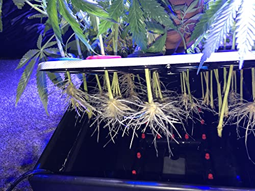 CLONE KING 36 Site Aeroponic Cloning Machine. Expect 100% Success Rates!