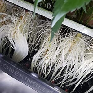 CLONE KING 36 Site Aeroponic Cloning Machine. Expect 100% Success Rates!