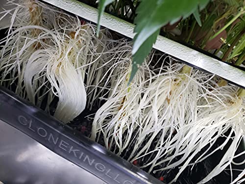 CLONE KING 36 Site Aeroponic Cloning Machine. Expect 100% Success Rates!