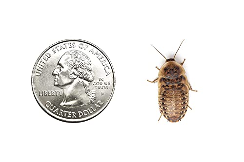 200 Live Medium Dubia Roaches by DBDPet | Live Arrival is Guaranteed | Shipped in Cloth Bags