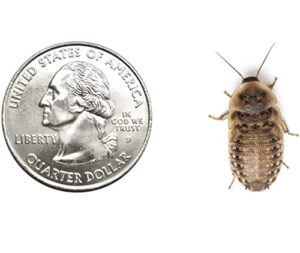 dbdpet 400 medium live dubia roaches | live arrival is guaranteed | shipped in cloth bags