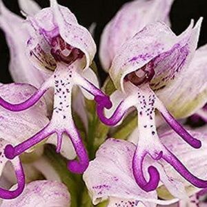 Orchid Love- The World's Greatest Orchid Food!(Net 32 fl oz. concentrate: yields 16 to 32 gallons)