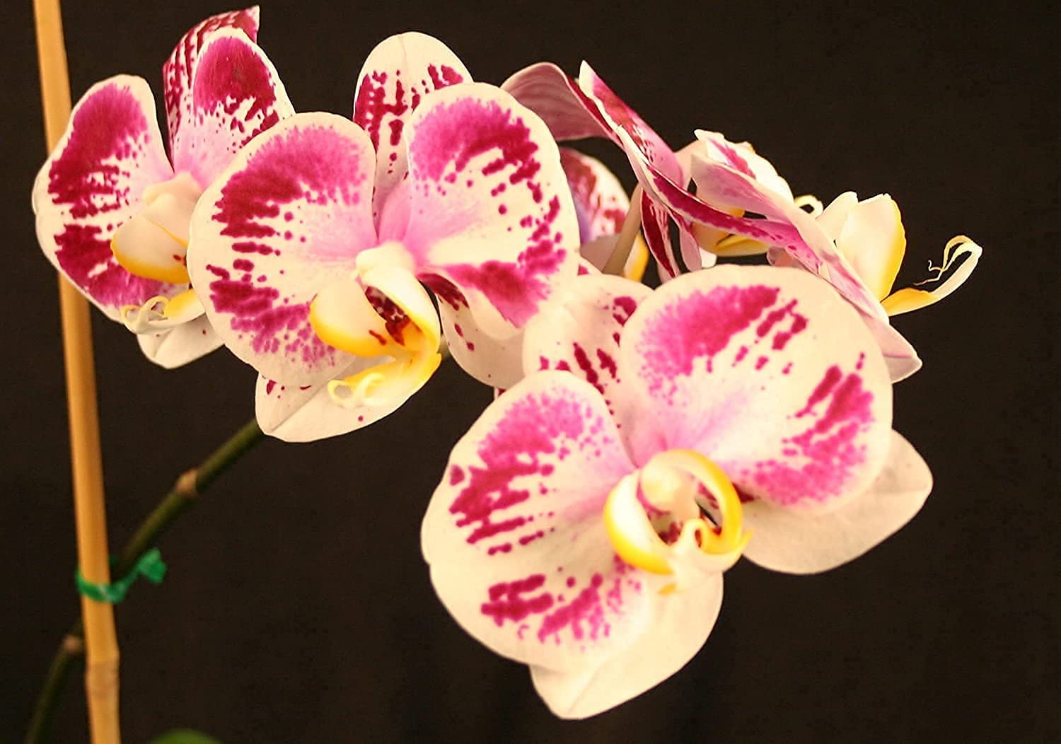 Orchid Love- The World's Greatest Orchid Food!(Net 32 fl oz. concentrate: yields 16 to 32 gallons)