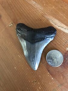 fossil megalodon tooth
