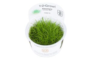 tropica eleocharis acicularis 'mini' dwarf hair grass live aquarium plant - in vitro tissue culture 1-2-grow!