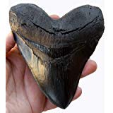 prehistoric planet store 5.5 inch megalodon (carcharodon megalodon) tooth, black with serrations (replica) #126