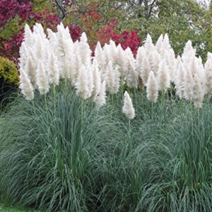 Outsidepride Perennial White Cortaderia Selloana Tall Pampas Grass Plants - 1000 Seeds