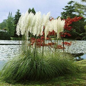 Outsidepride Perennial White Cortaderia Selloana Tall Pampas Grass Plants - 1000 Seeds