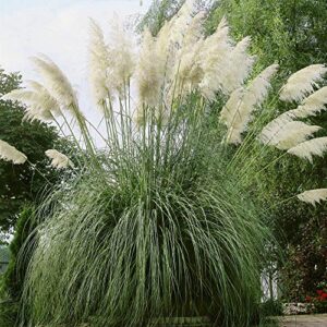 Outsidepride Perennial White Cortaderia Selloana Tall Pampas Grass Plants - 1000 Seeds