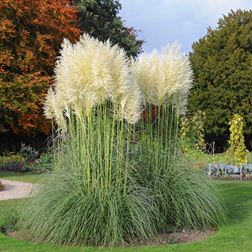 Outsidepride Perennial White Cortaderia Selloana Tall Pampas Grass Plants - 1000 Seeds