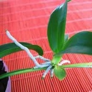 Keiki Power Pro Orchid Plant Cloning Paste