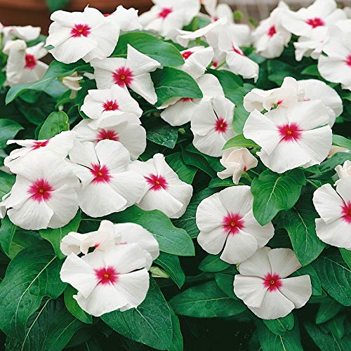 Outsidepride Periwinkle Vinca Bright Eyes Garden Flowers & Ground Cover Plants- 2000 Seeds