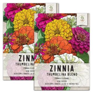 seed needs, mixture of thumbelina zinnia seeds for planting (zinnia elegans) heirloom & open pollinated - perfect for cut flowers (2 packs)