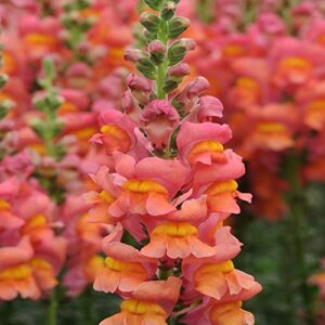 outsidepride antirrhinum majus snapdragon orange wonder garden cut flower - 5000 seeds