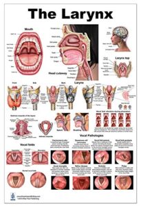 blue tree publishing larynx lp poster, voice, education, vocal folds, mouth, head cutview, vocal pathology, size 24wx36t