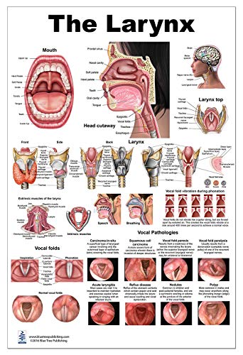 Blue Tree Publishing Larynx LP Poster, voice, education, vocal folds, mouth, head cutview, vocal pathology, size 24Wx36T