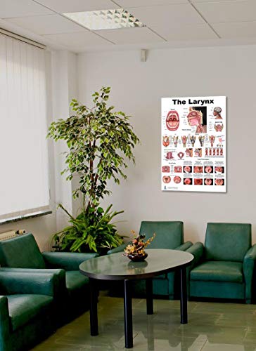 Blue Tree Publishing Larynx LP Poster, voice, education, vocal folds, mouth, head cutview, vocal pathology, size 24Wx36T