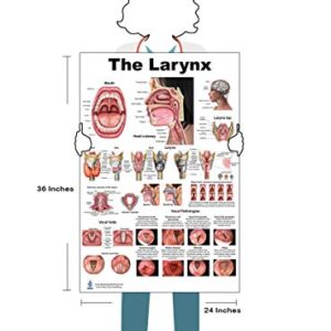 Blue Tree Publishing Larynx LP Poster, voice, education, vocal folds, mouth, head cutview, vocal pathology, size 24Wx36T