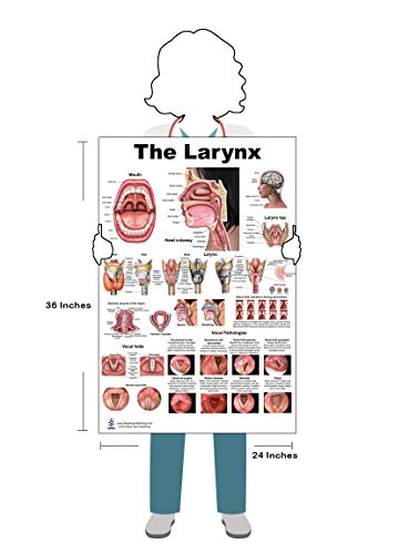 Blue Tree Publishing Larynx LP Poster, voice, education, vocal folds, mouth, head cutview, vocal pathology, size 24Wx36T