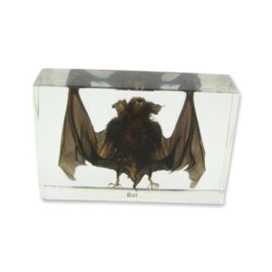 realbug bat specimen large