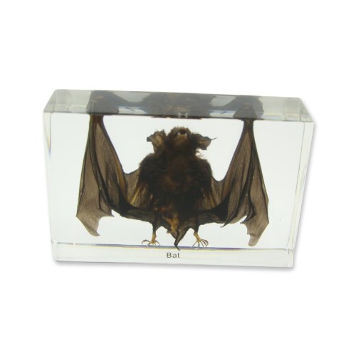 REALBUG Bat Specimen Large