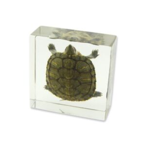realbug turtle specimen