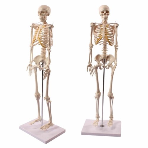 Wellden Product Anatomical Human Skeleton Model, 1/2 Life Size, 85cm/33.5"